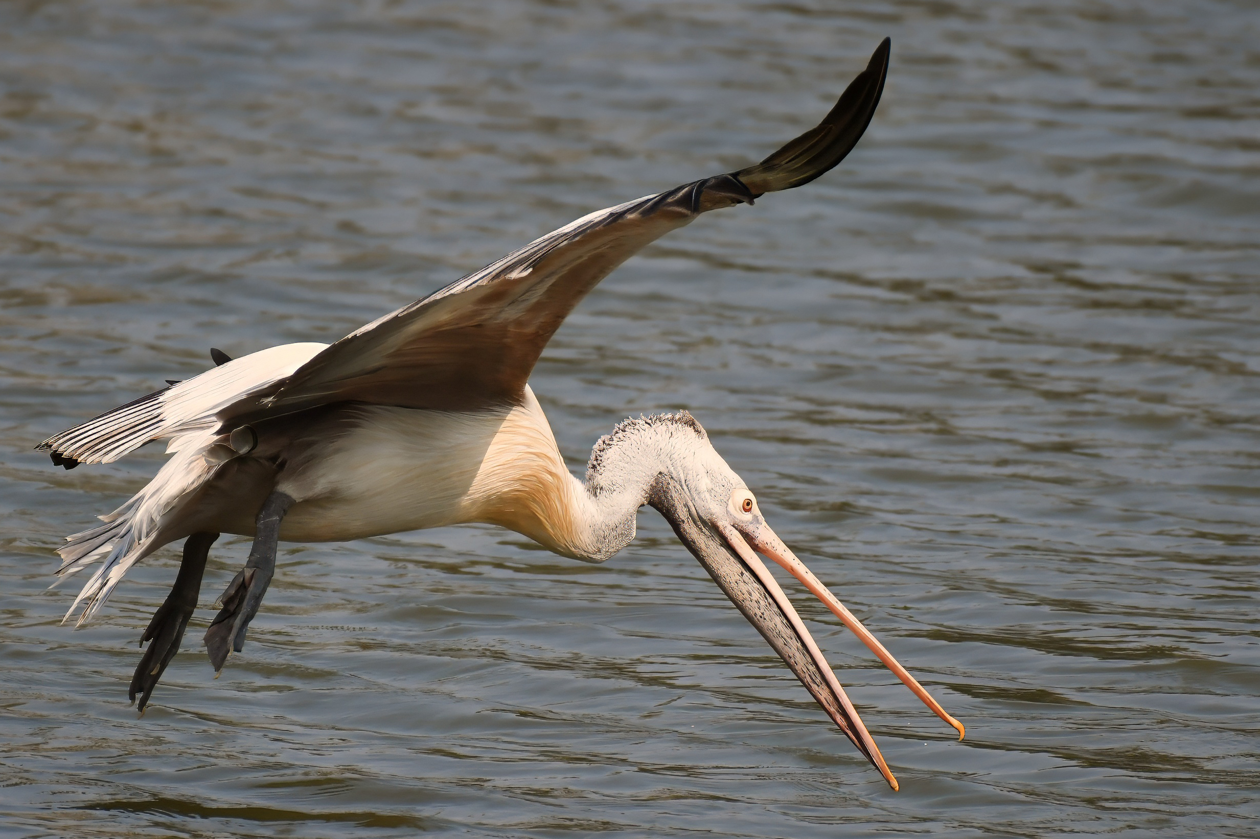 Eurotian Pelican Eurotian Pelican
