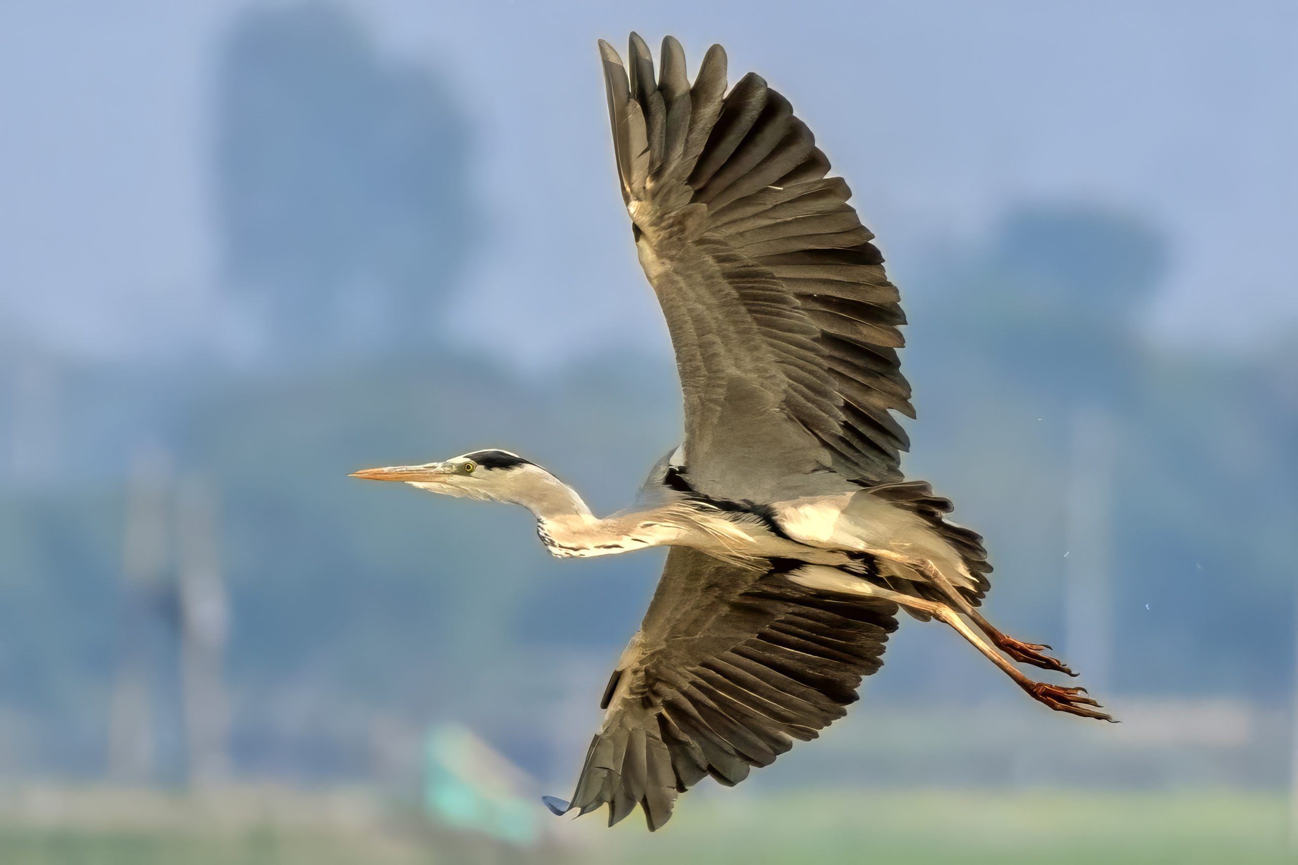 TAC_DSC_2437_Edited_Tight_Frame_GREY_HERON_FLYING_-denoise-lighting-color-upscale-2.7x TAC_DSC_2437_Edited_Tight_Frame_GREY_HERON_FLYING_-denoise-lighting-color-upscale-2.7x