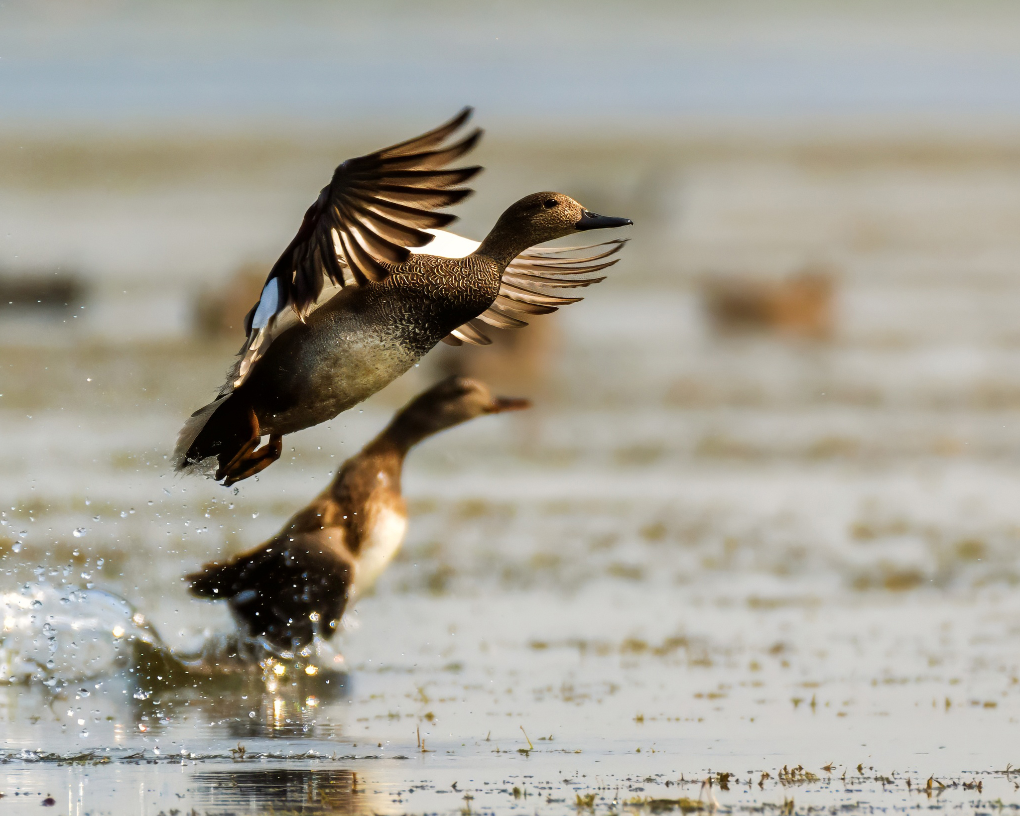 TAC_Topaz_DSC_4748_v1-sharpen-denoise-lighting-color (GADWALL CORP) TAC_Topaz_DSC_4748_v1-sharpen-denoise-lighting-color (GADWALL CORP)